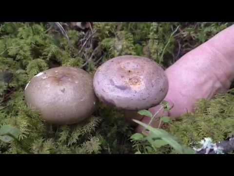 False russula: photos, symptoms of poisoning, how to distinguish