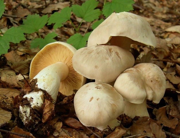 False russula: photos, symptoms of poisoning, how to distinguish