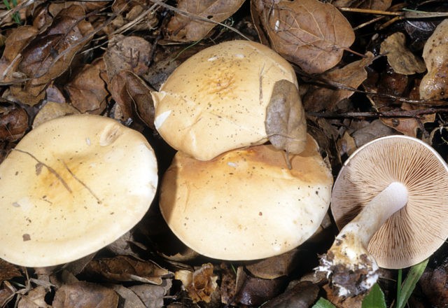 False russula: photos, symptoms of poisoning, how to distinguish