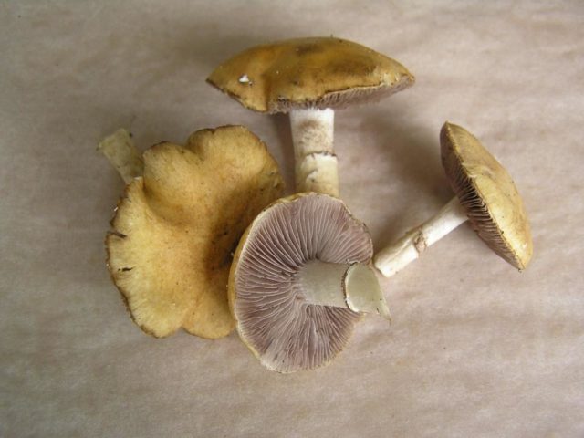 False russula: photos, symptoms of poisoning, how to distinguish