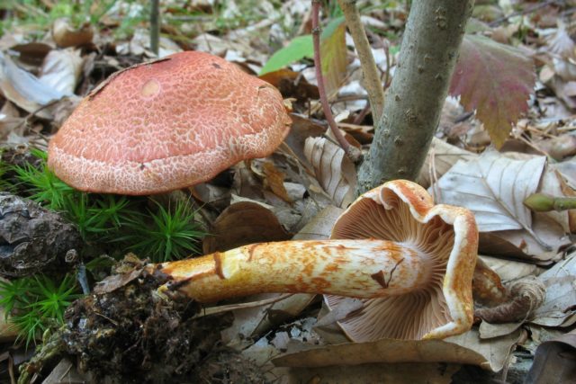 False russula: photos, symptoms of poisoning, how to distinguish