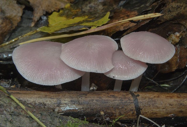 False russula: photos, symptoms of poisoning, how to distinguish