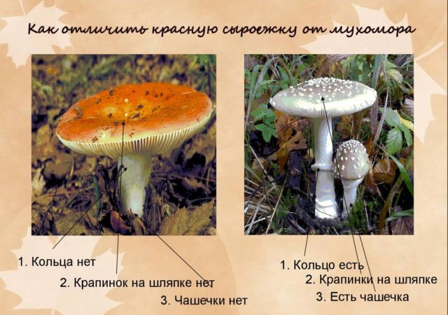 False russula: photos, symptoms of poisoning, how to distinguish