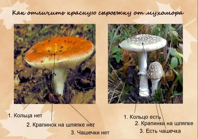 False russula: photos, symptoms of poisoning, how to distinguish
