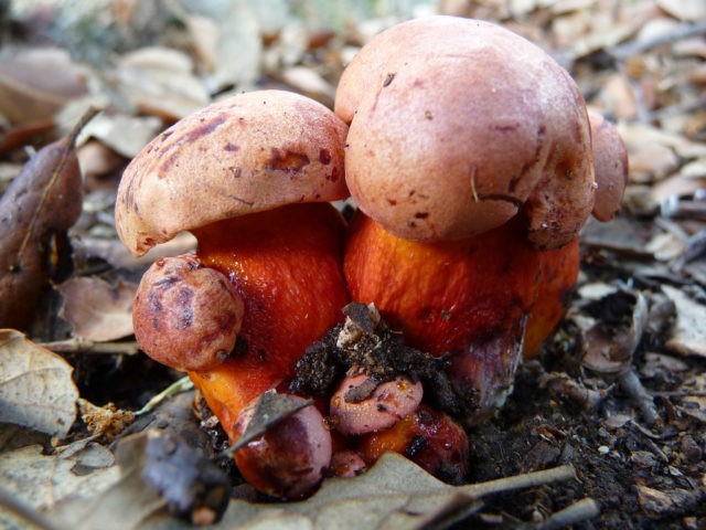 False satanic mushroom: photo and description