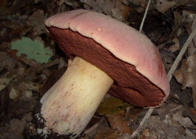 False satanic mushroom: photo and description