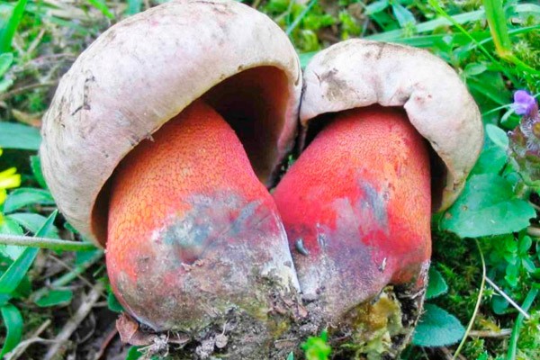 False satanic mushroom: photo and description