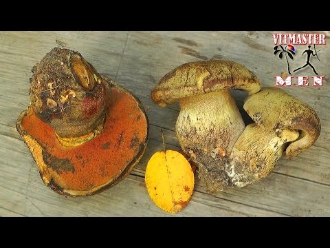 False satanic mushroom: photo and description