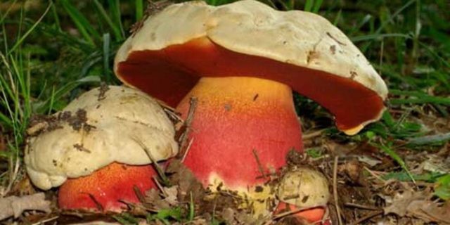 False satanic mushroom: photo and description