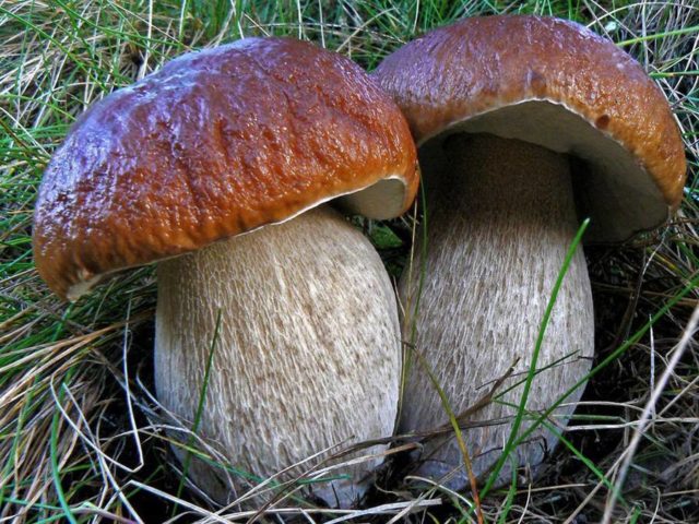 False satanic mushroom: photo and description