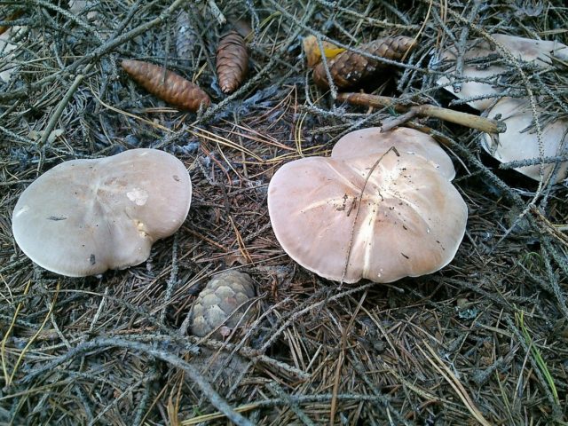 False swine row-shaped: where it grows and what it looks like