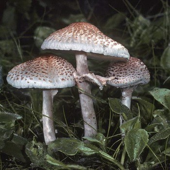 False umbrella mushroom: description and distribution