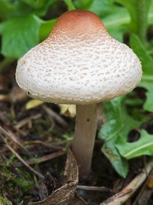 False umbrella mushroom: description and distribution