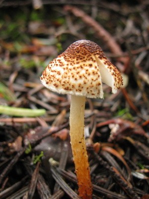 False umbrella mushroom: description and distribution