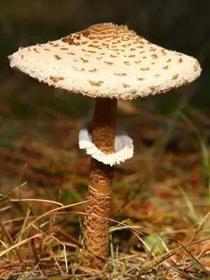False umbrella mushroom: description and distribution