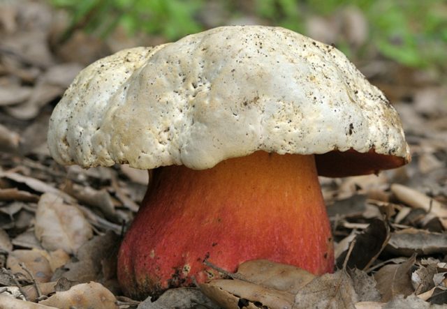 False white mushrooms: photo and description, varieties