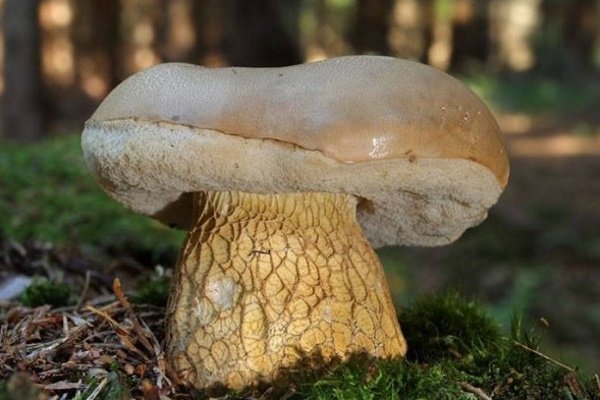 False white mushrooms: photo and description, varieties