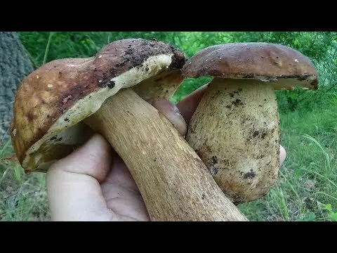 False white mushrooms: photo and description, varieties