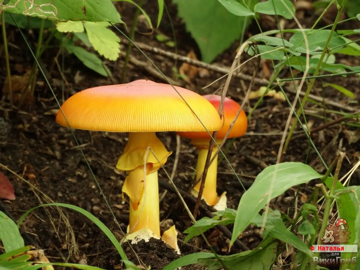 Far Eastern Caesar mushroom (Amanita caesareoides) photo and description