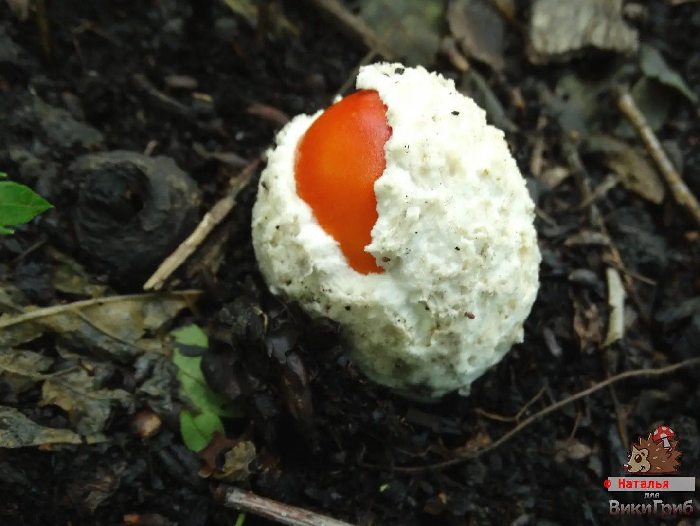 Far Eastern Caesar mushroom (Amanita caesareoides) photo and description