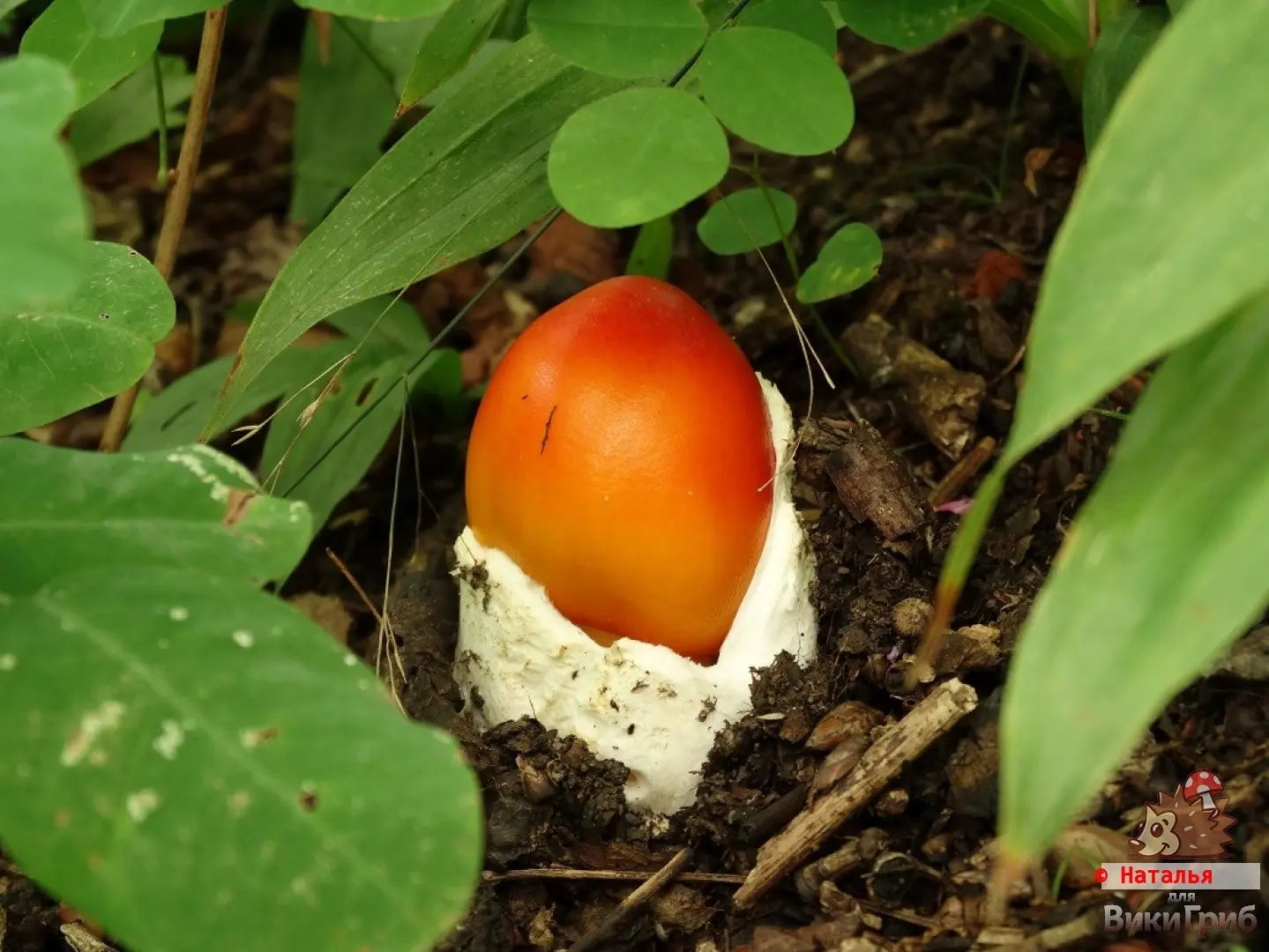 Far Eastern Caesar mushroom (Amanita caesareoides) photo and description