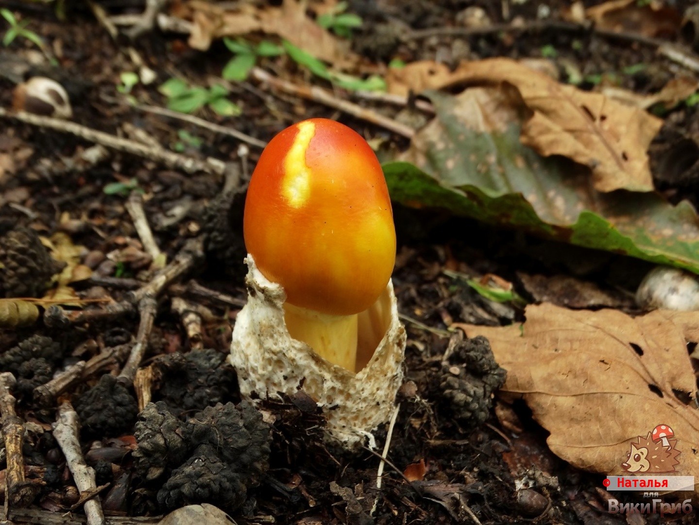 Far Eastern Caesar mushroom (Amanita caesareoides) photo and description