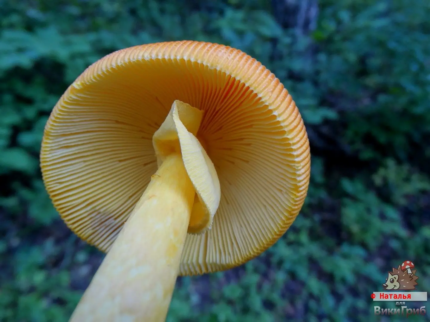 Far Eastern Caesar mushroom (Amanita caesareoides) photo and description