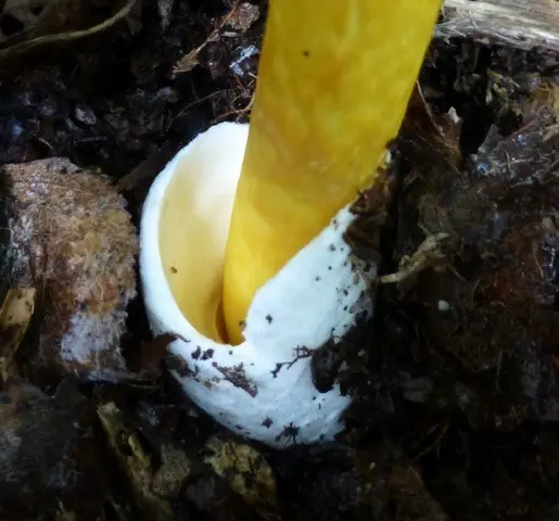 Far Eastern Caesar mushroom (Amanita caesareoides) photo and description