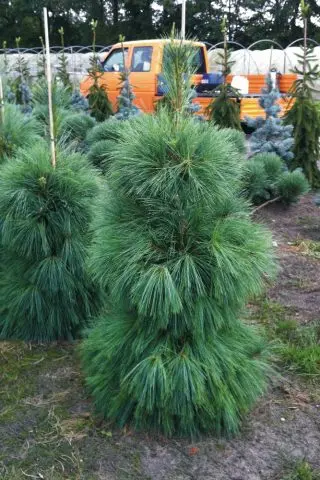 fast growing conifers