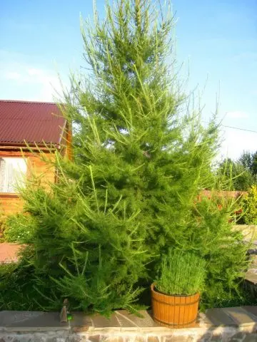 fast growing conifers