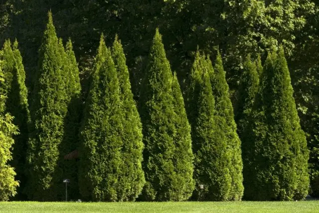 fast growing conifers