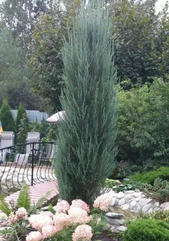 fast growing conifers