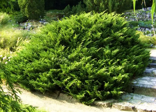 fast growing conifers