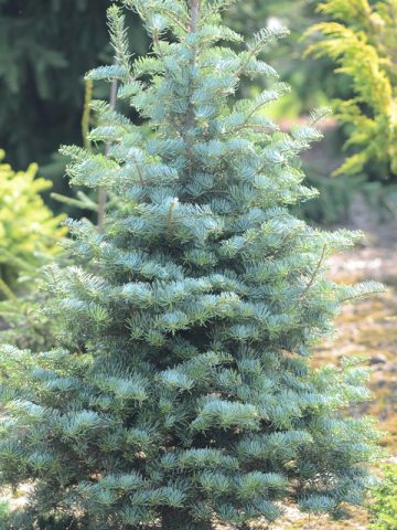 fast growing conifers