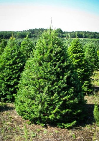 fast growing conifers