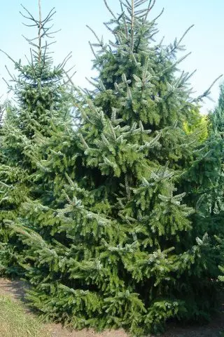 fast growing conifers