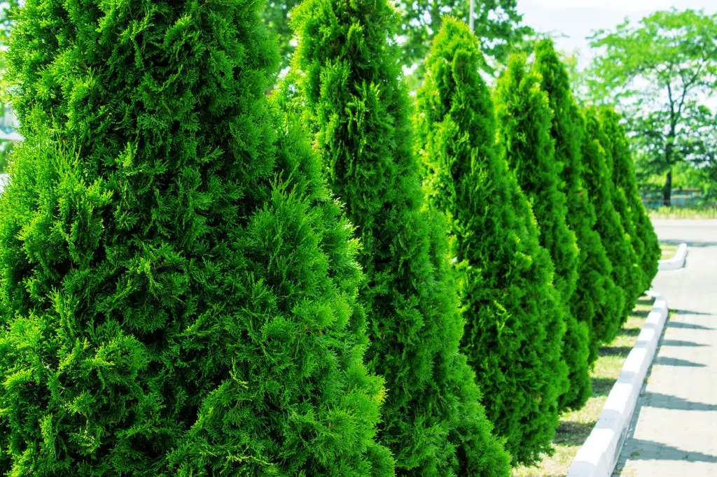 fast growing conifers