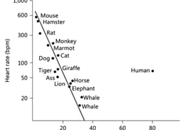 Faster heart rate &#8211; shorter life