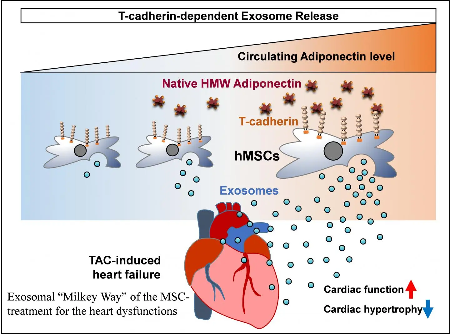 Fat cells can heal a heart attack