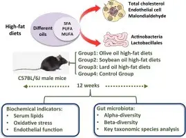 Fat diet &#8211; action and effects of a fat diet