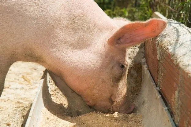 Fattening pigs: the most effective methods