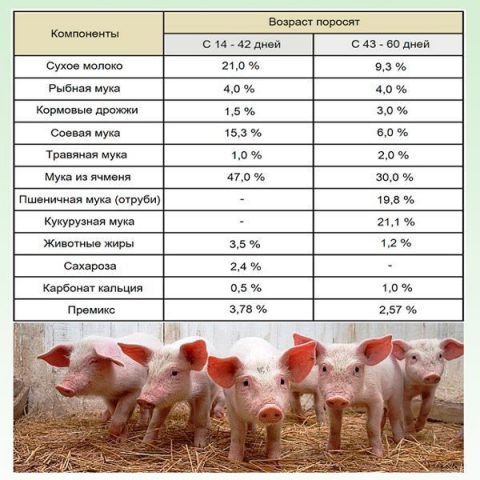 Fattening pigs: the most effective methods