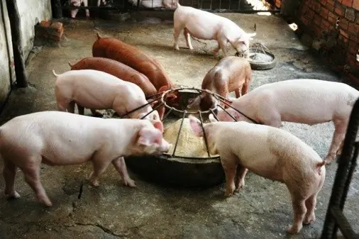 Fattening pigs: the most effective methods