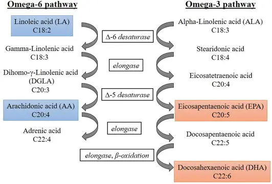 Fatty acids &#8211; use, biological functions, division of fatty acids