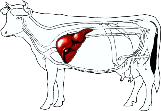 Fatty and toxic degeneration of the liver in cows