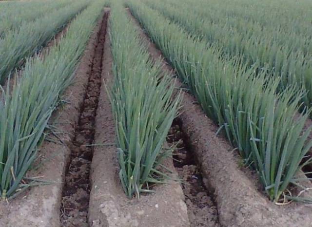 Favorable days for planting onions in 2022