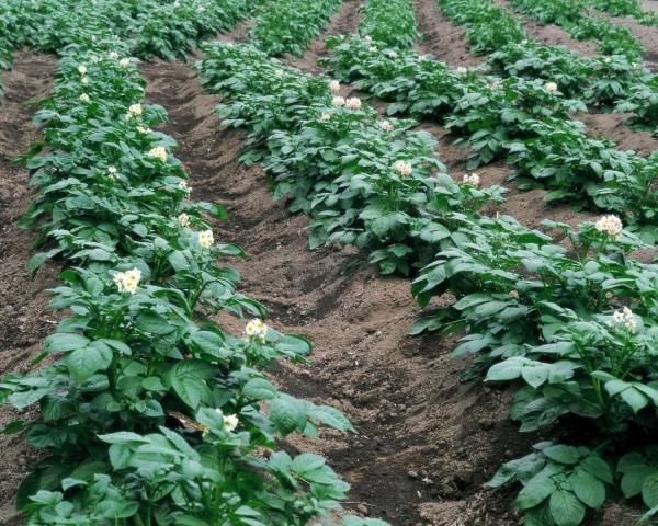 Favorable days for planting potatoes in 2022