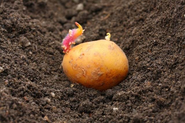 Favorable days for planting potatoes in 2022