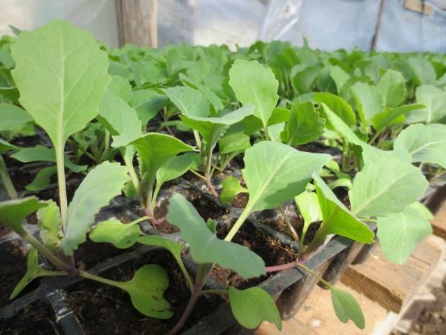 Favorable days for sowing cabbage for seedlings