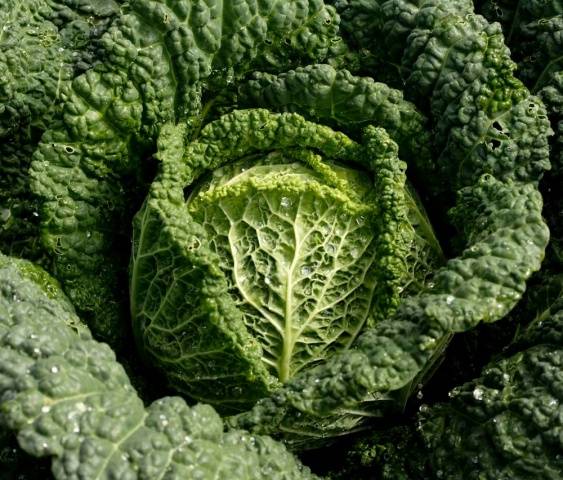 Favorable days for sowing cabbage for seedlings